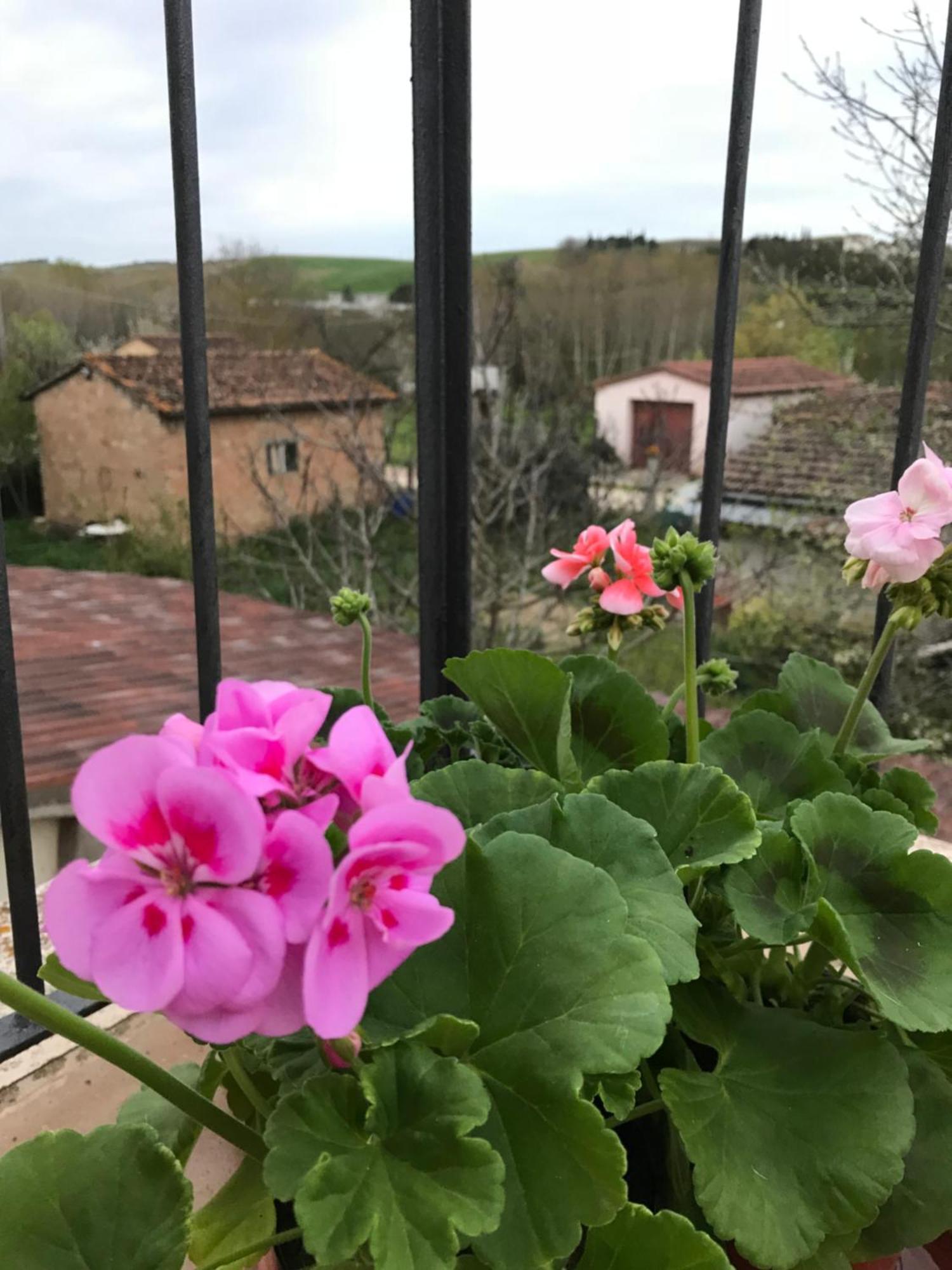 Il Giuggiolo Leilighet Montalcino Eksteriør bilde